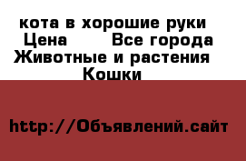 кота в хорошие руки › Цена ­ 0 - Все города Животные и растения » Кошки   